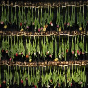 Walldecoration-with-hanging-Tulips