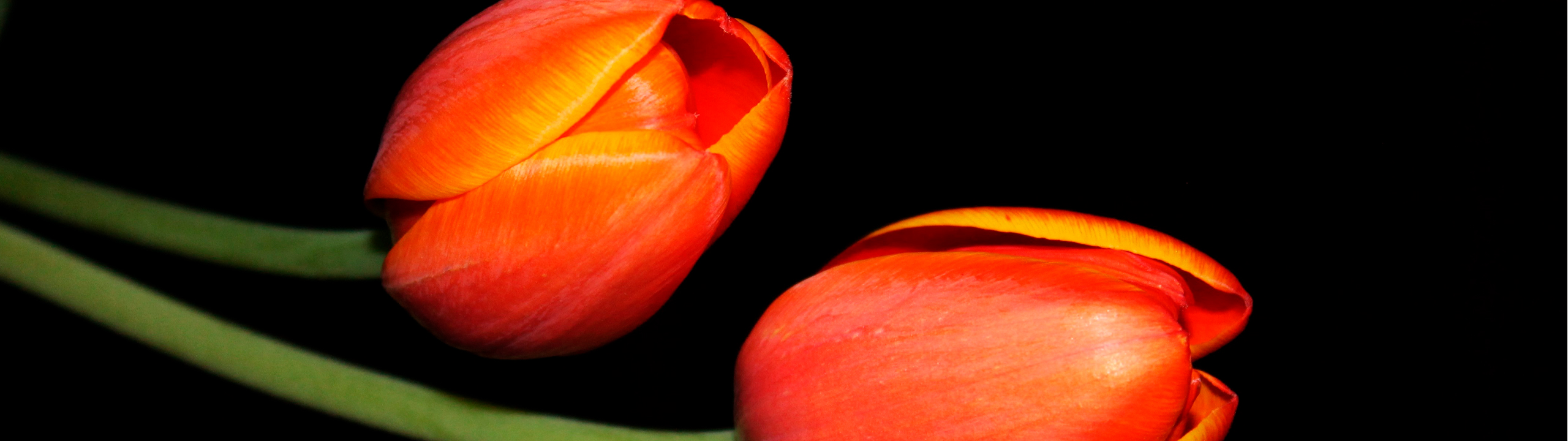 layer-slider-tulips-bloomingvision